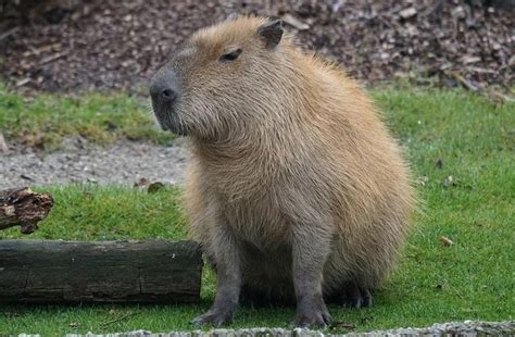 飼養動物|ペットとして飼育できる・できない動物。日本でも飼。